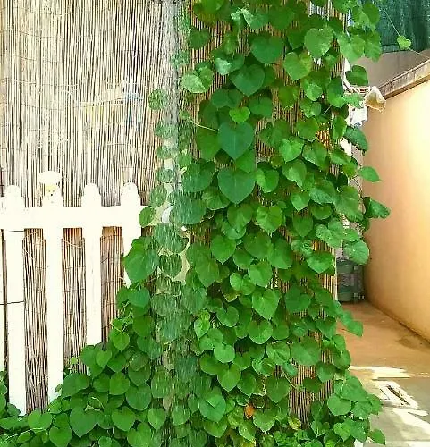 Lägenhet Il Mio Paradiso